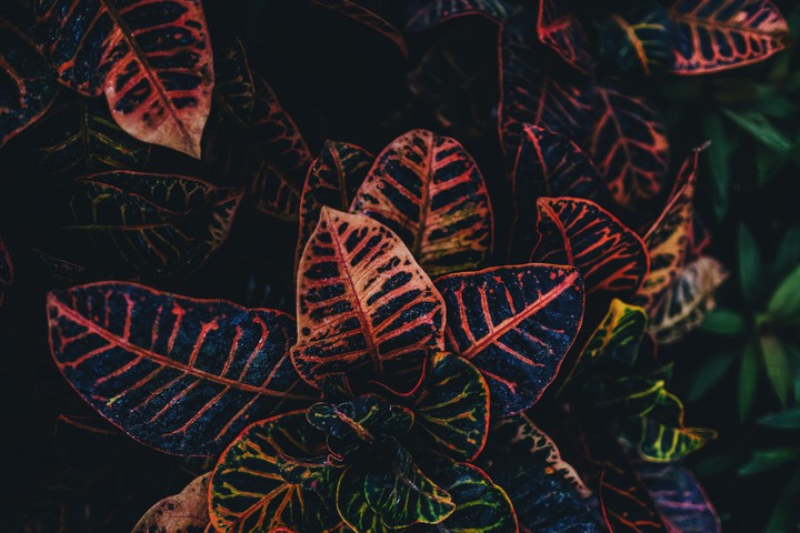 leaves