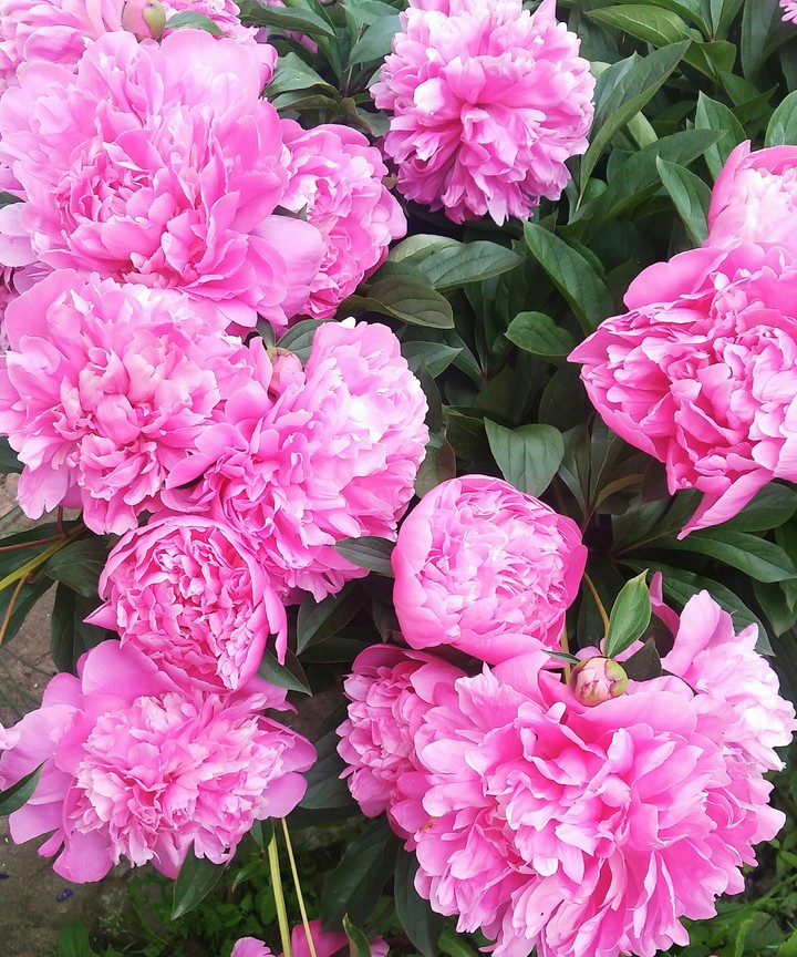 Flowers
