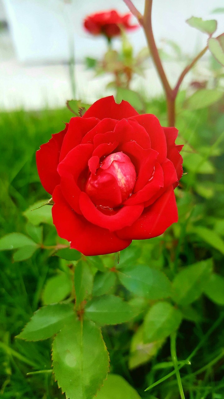 Rose