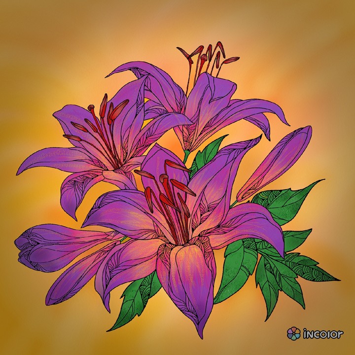 Lilly Boquet