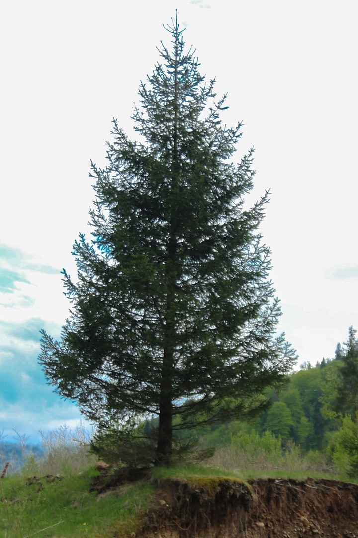 Alone tree