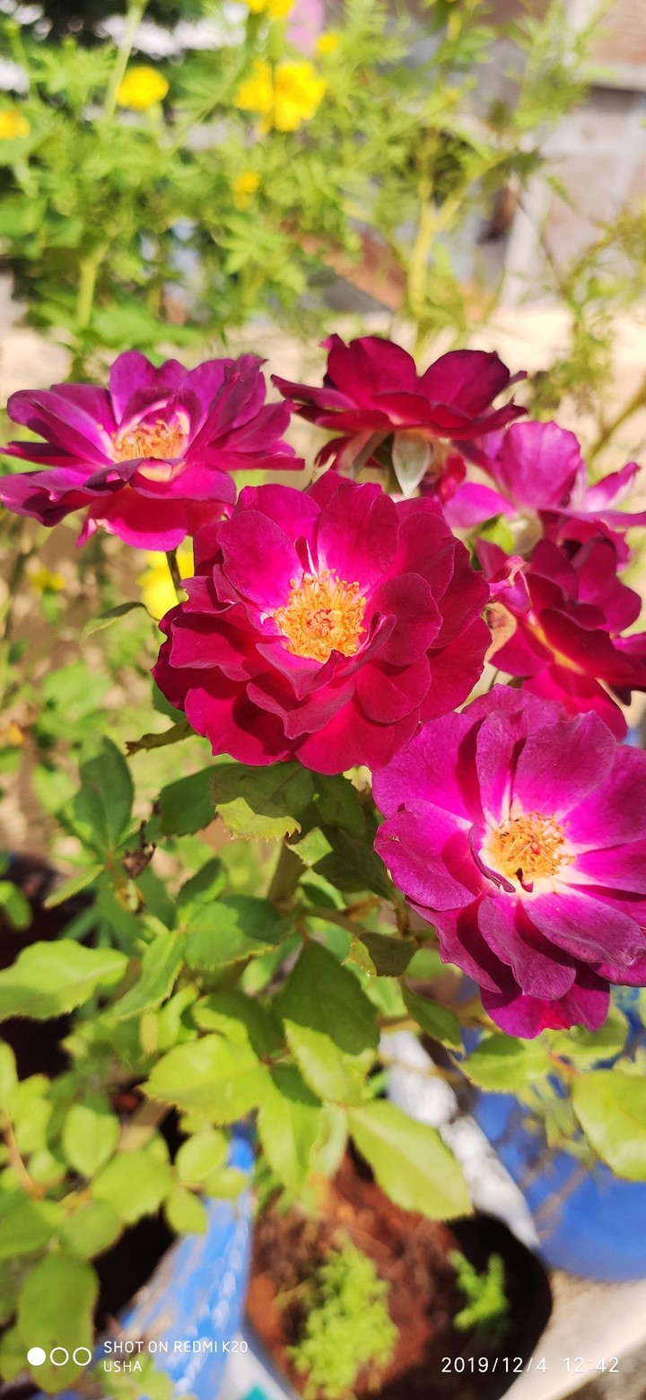 roses