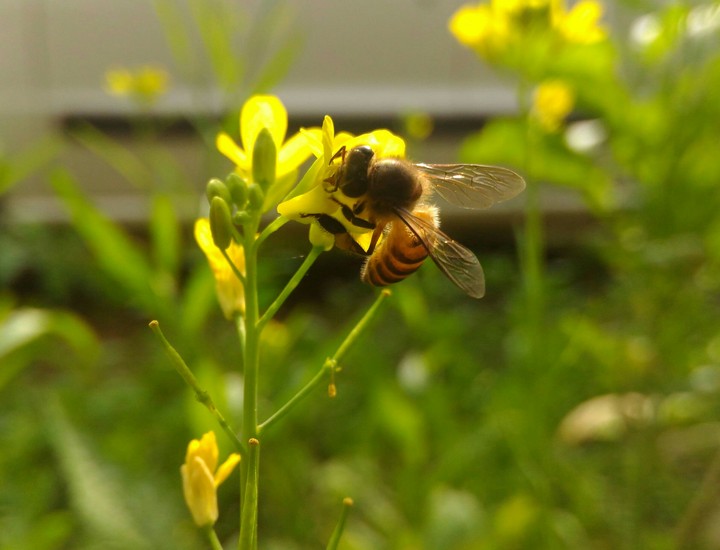Nectar