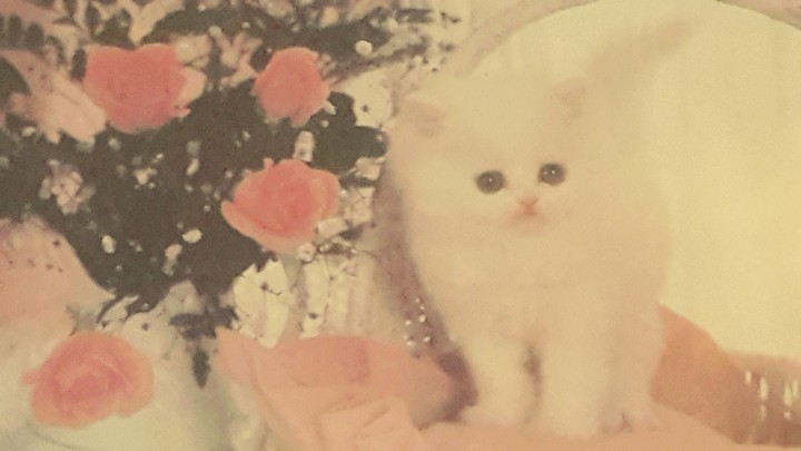 cute kitten