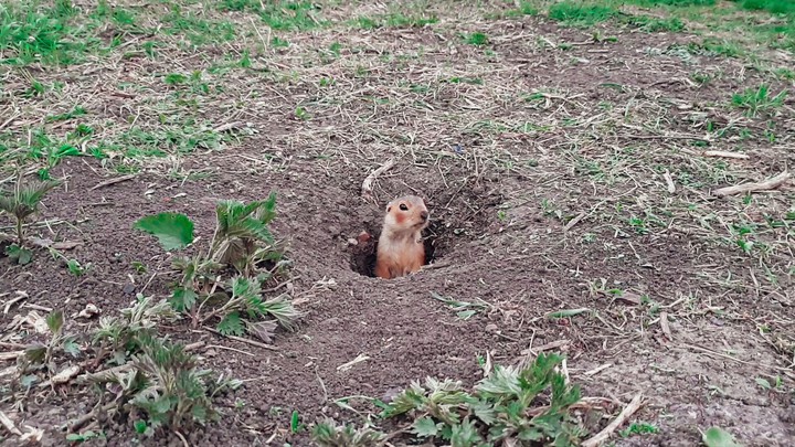 gopher