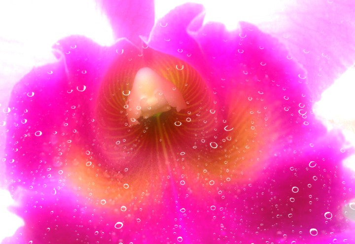 orchid