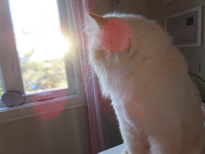 Sunny Days