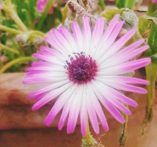 beauty