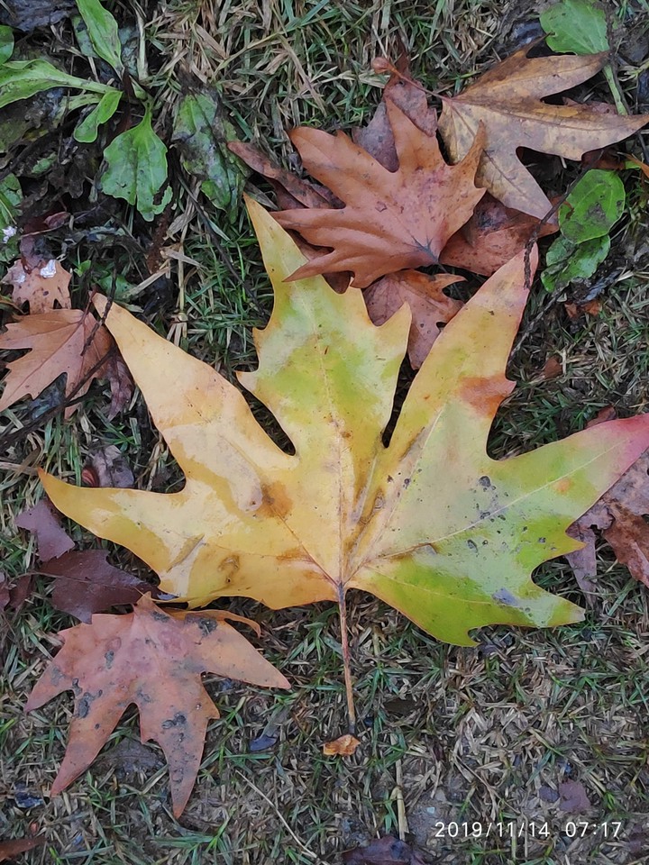 Chinar
