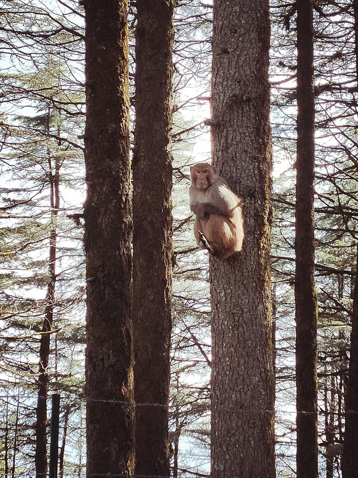 the poser monkey.
