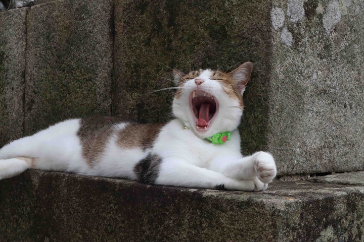 sleepy
