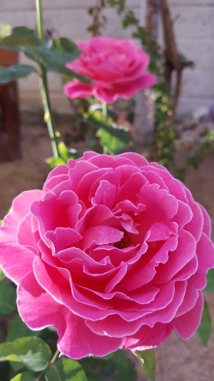 Pink Rose