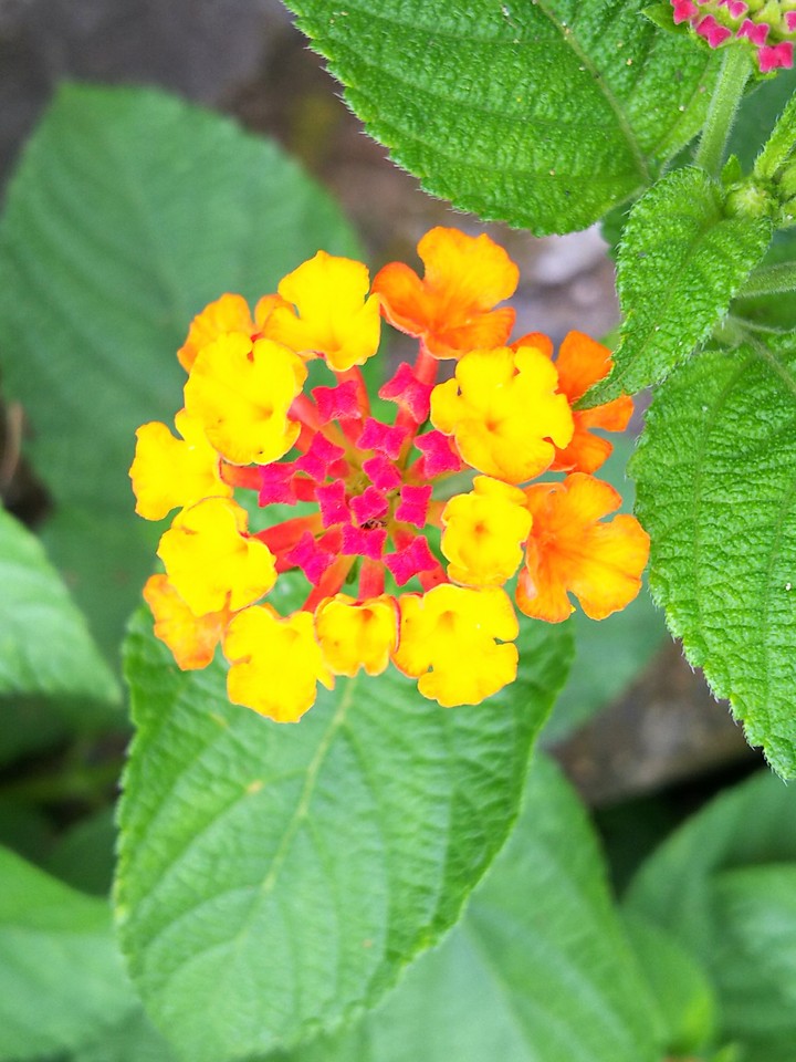 flower