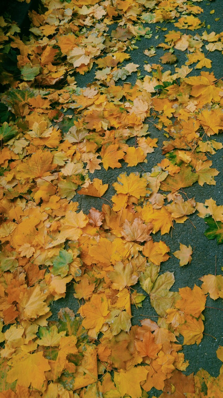 #autumn #tree