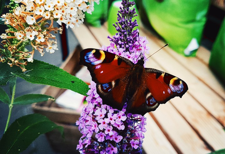 butterfly