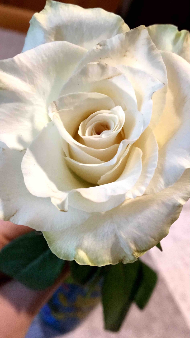 rose ?
