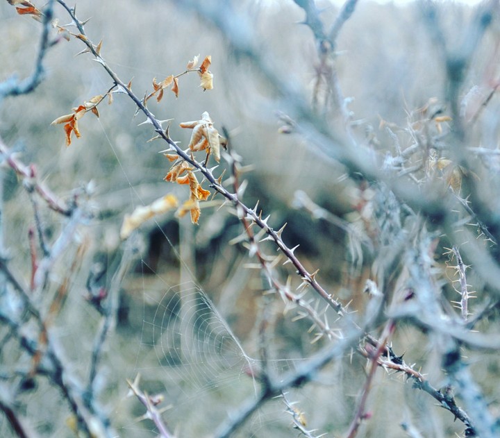 Thorns