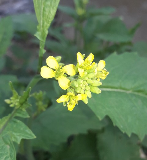 Mustard flower