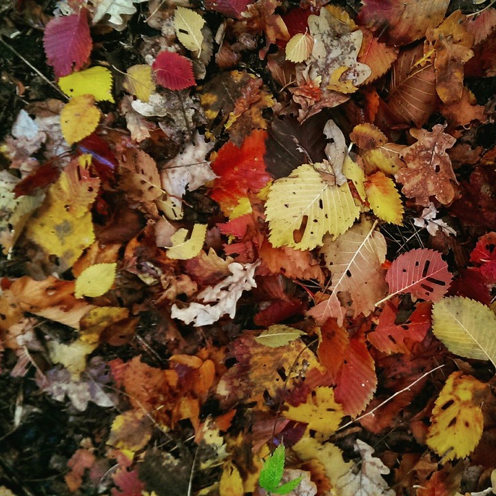 #leaves#series#fall
