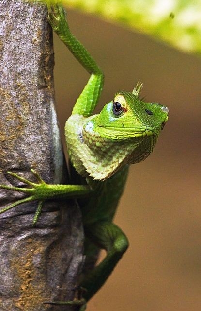 indische Schönechse