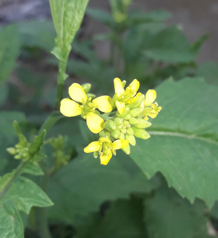 Mustard  flower