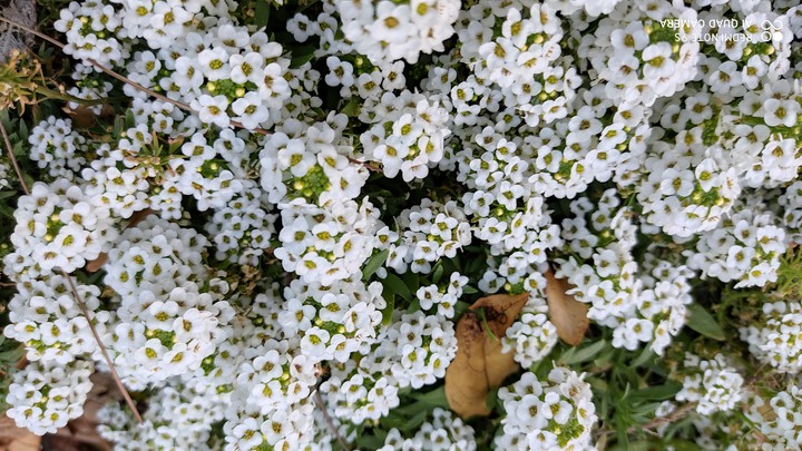 flowers❤️