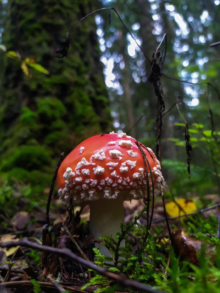 mushroom