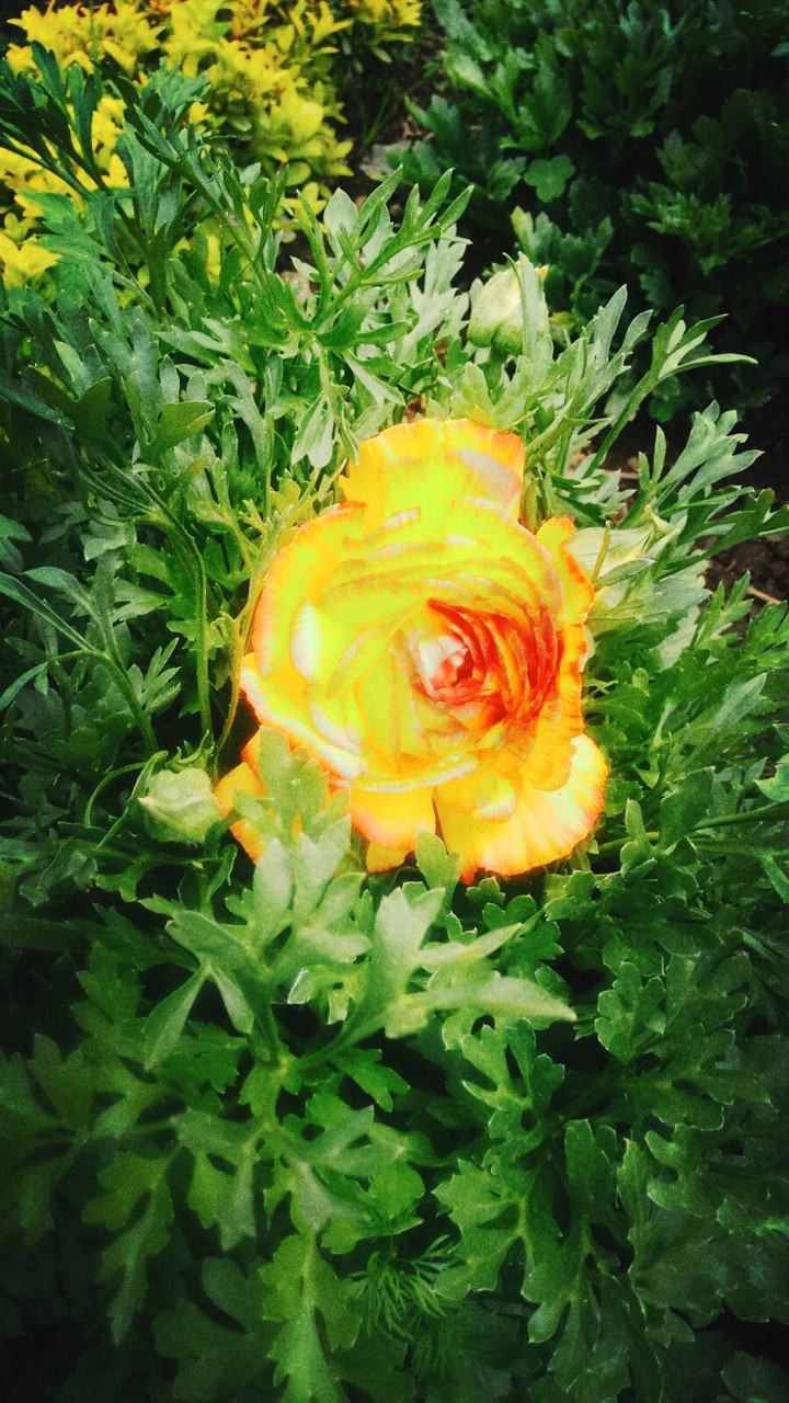 yellow flower..