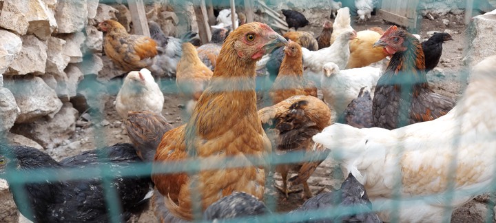 chicken