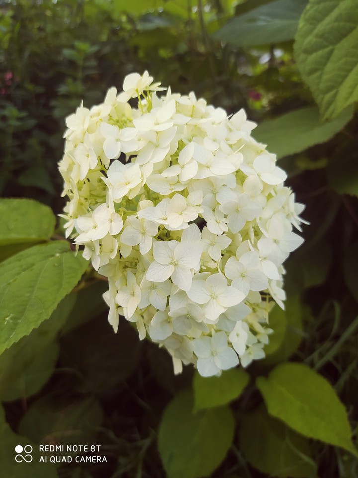 Hydrangea