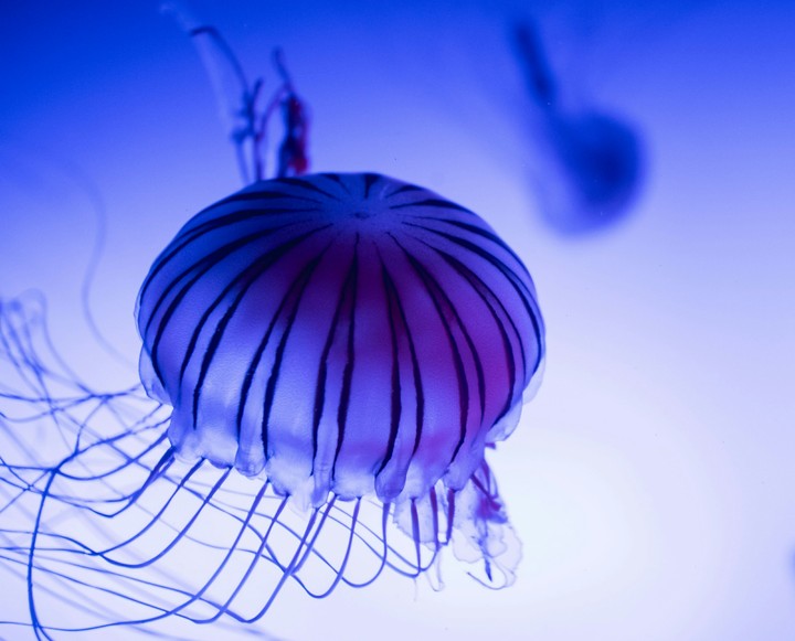 jellyfish