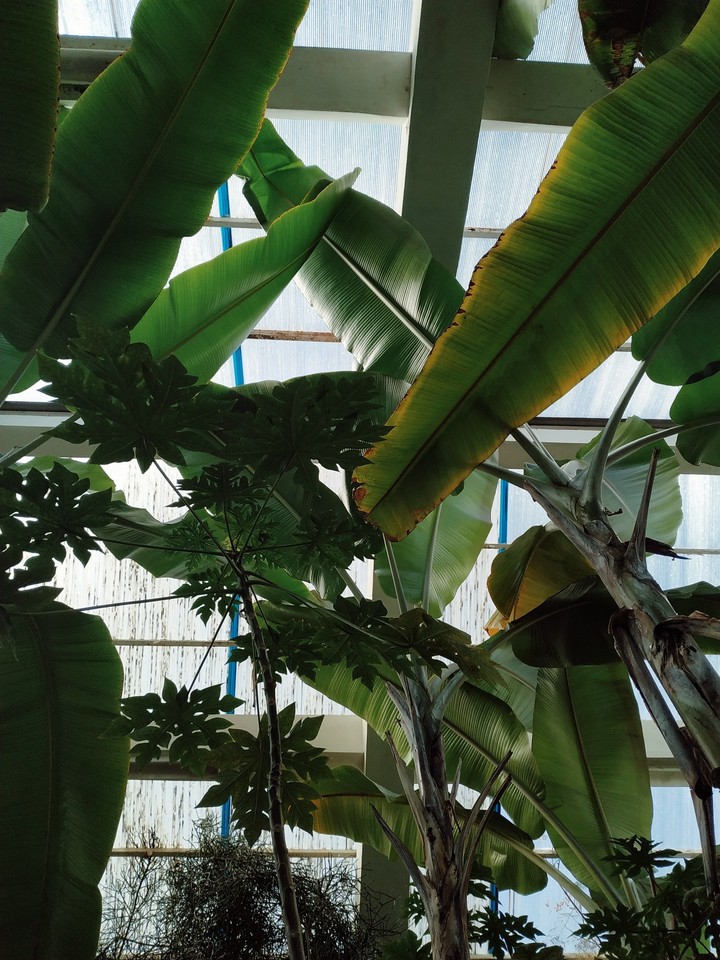 palms