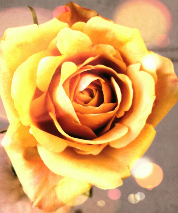 Starlight Rose
