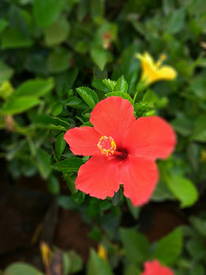 Flower Red
