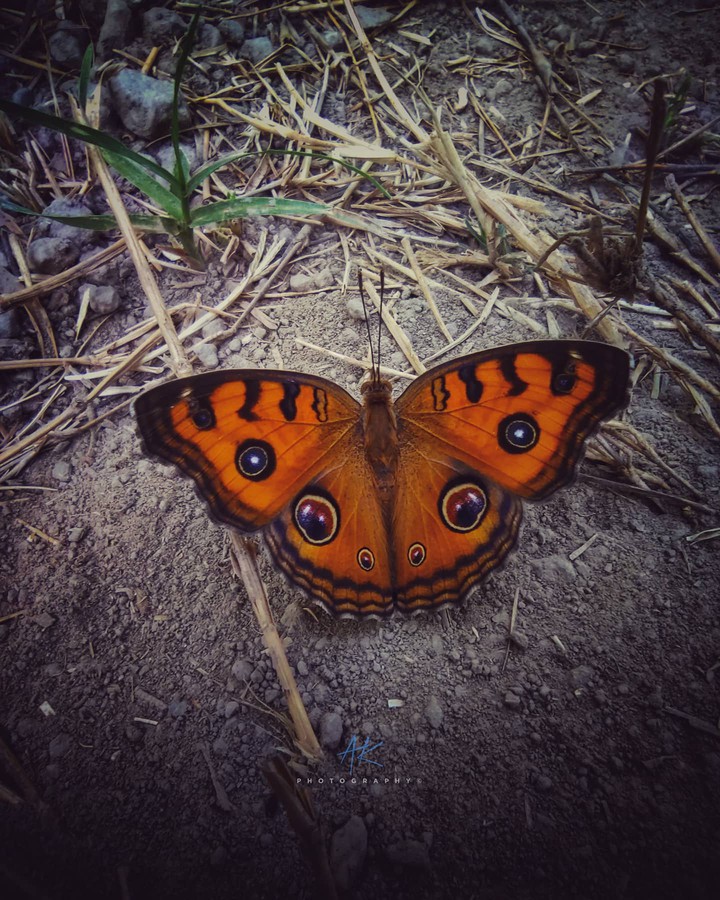 Butterfly ?