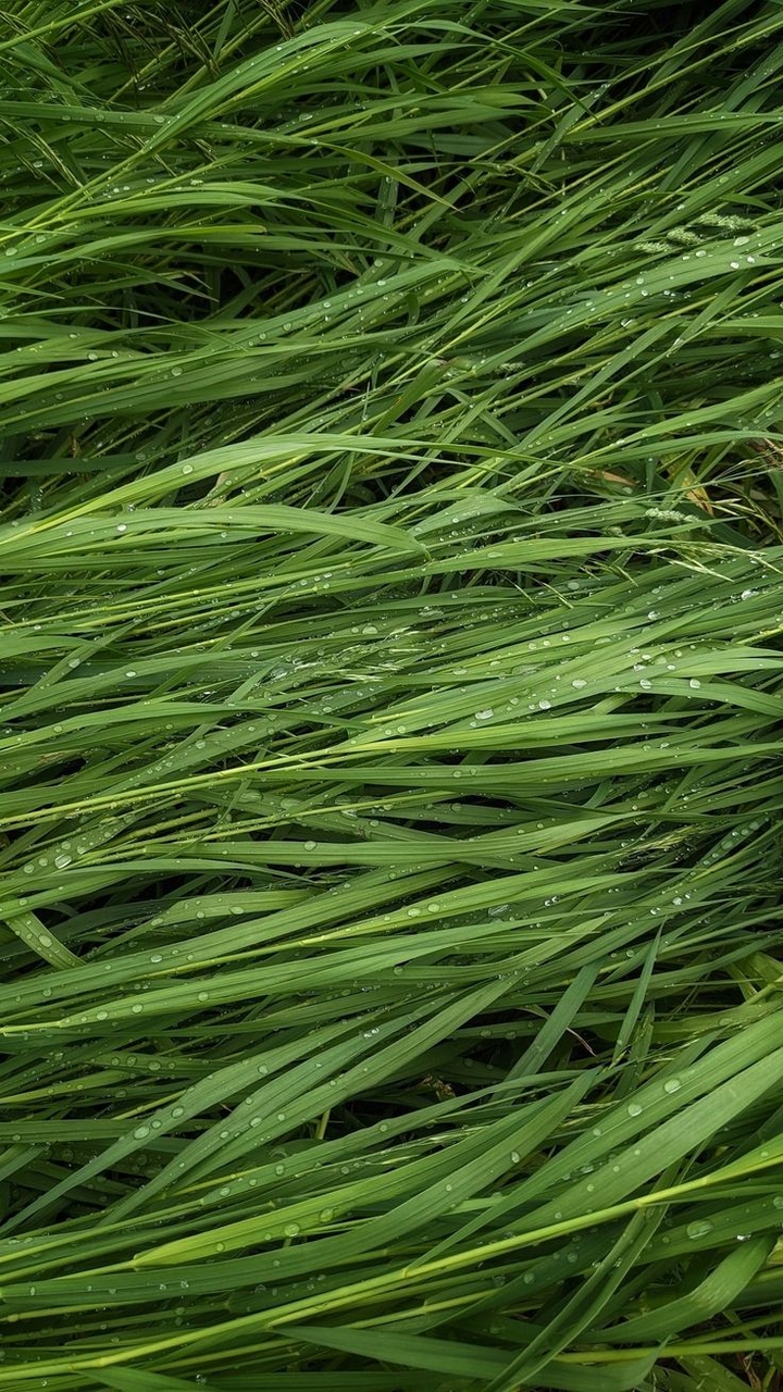sedges, grasses achtergronden