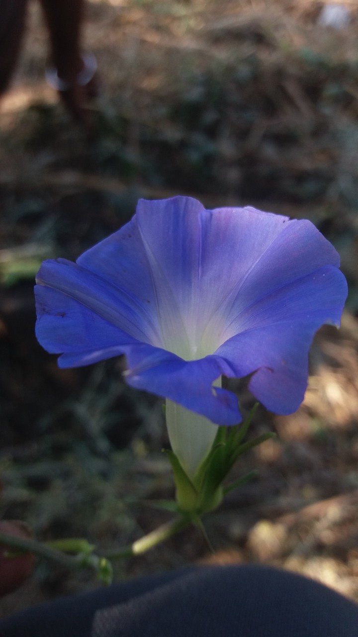 blue white flower