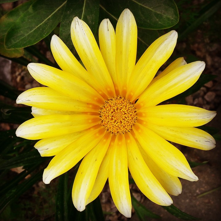 Flor do Meu Jardim!