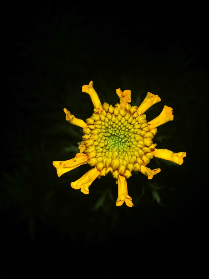 yellowish