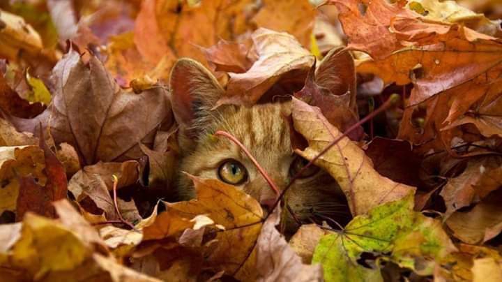 autumn