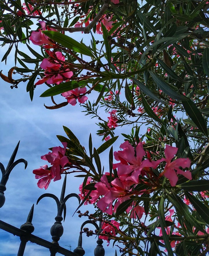 Flower