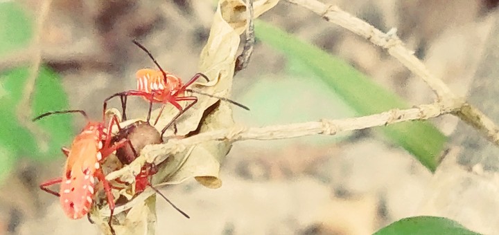 Insects