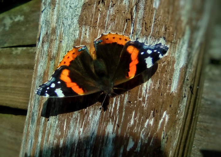 motyl