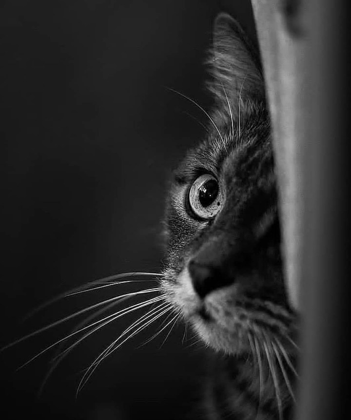 cat. ....