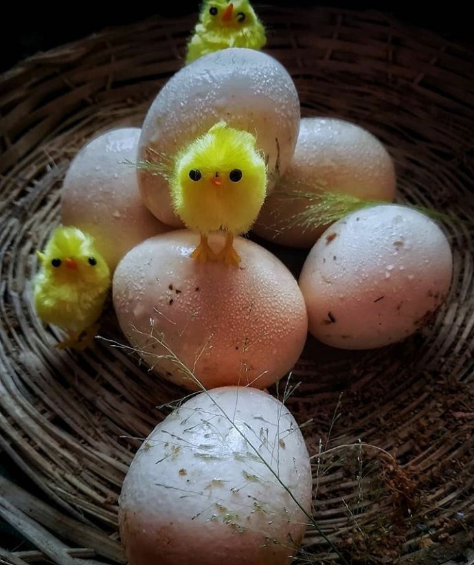 chicks