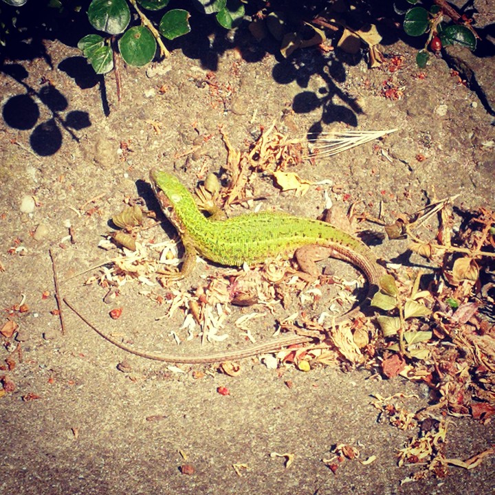 lizard