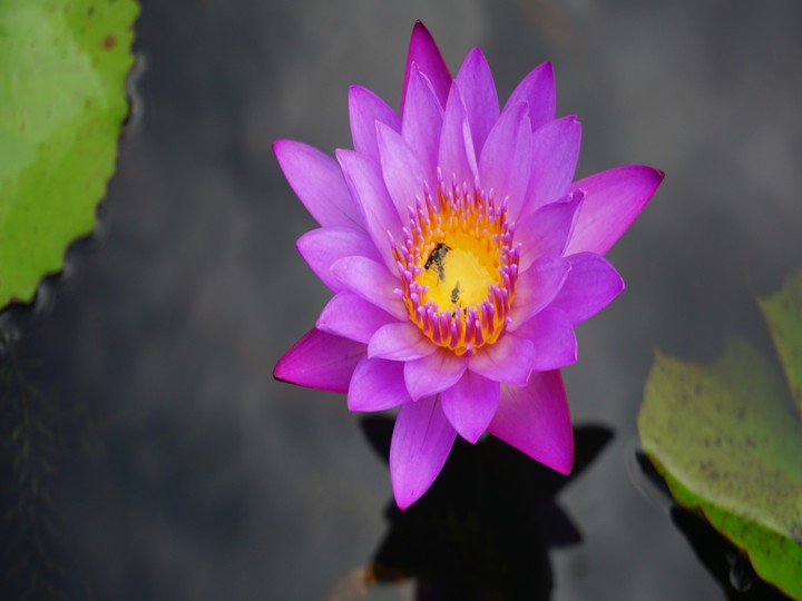 Lotus Flower