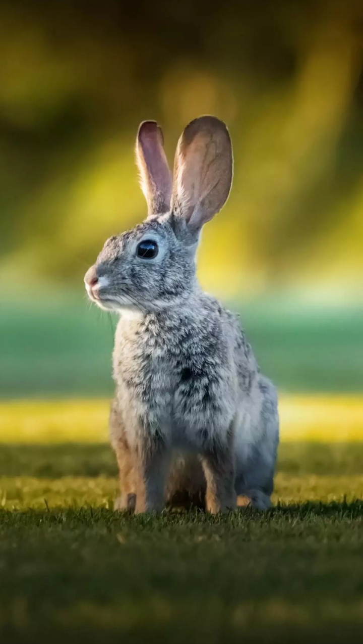 Rabbit...