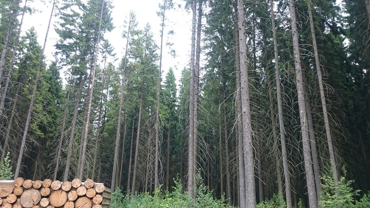 forest