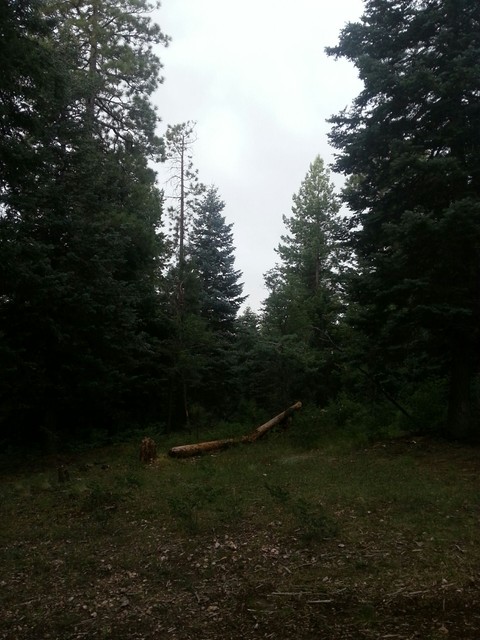 Bosque